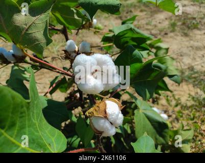 A Beautiful Closeup Shot Of Indian Village Farm  In BT Cotton Flowers Plant Stock Photo