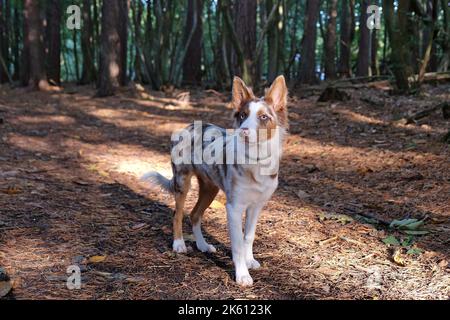 A tri colour red merle border collie five month old puppy, in the woodland. Stock Photo