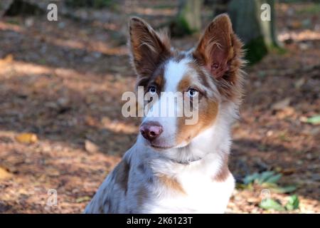 A tri colour red merle border collie five month old puppy, in the woodland. Stock Photo