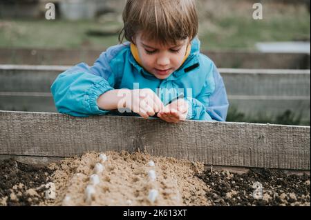 spring planting seeding in farm garden. little six year old kid boy farmer gardener plants and sow vegetable seeds in soil in bed. gardening and begin Stock Photo