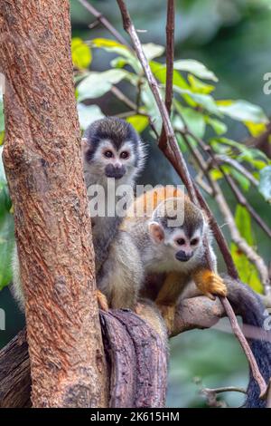 Cute playful couple of Central American squirrel monkey (Saimiri oerstedii), Quepos, Costa Rica wildlife Stock Photo