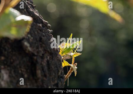 green grasshopper sitting on a leaf. Grasshopper trembling in the sudden cold wind Stock Photo