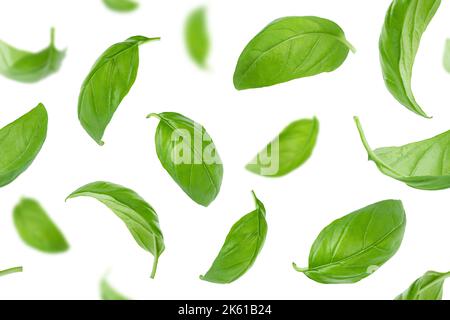 Seamless pattern of basil leaves flying over white background. Stock Photo