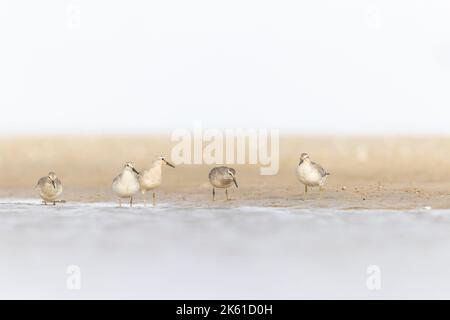 First calendar year red knot (Calidris canutus) in winter plumage foraging on the beach. Stock Photo