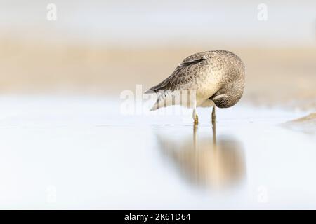 A red knot (Calidris canutus) preening on the beach along the Baltic sea. Stock Photo