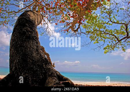 Tree on beach - Beach No7, Havelock, Andaman Islands. Stock Photo