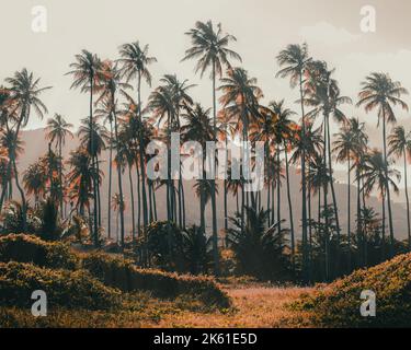 Tons of beautiful palms sunset from puerto rico yabucoa beach Stock Photo