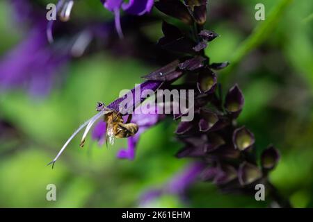 Taplow, Buckinghamshire, UK. 11th October, 2022. It was a beautiful sunny day today in the National Trust gardens at Cliveden. Many of the summer plants are still in bloom. Credit: Maureen McLean/Alamy Live News Stock Photo