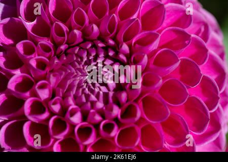 Taplow, Buckinghamshire, UK. 11th October, 2022. Pretty pink dahlias. It was a beautiful sunny day today in the National Trust gardens at Cliveden. Many of the summer plants are still in bloom. Credit: Maureen McLean/Alamy Live News Stock Photo