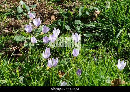 Taplow, Buckinghamshire, UK. 11th October, 2022. Pale purple crocus. It was a beautiful sunny day today in the National Trust gardens at Cliveden. Many of the summer plants are still in bloom. Credit: Maureen McLean/Alamy Live News Stock Photo