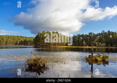 Loch an Eilein Aviemore Scotland autumn a blue sky and a group of Scots pine trees on an island in the loch Stock Photo