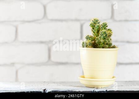 House plants in pots on white table at white brick wall with objects Stock Photo