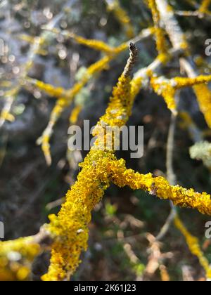 Xanthoria parietina lichens growing on tree branches in Puglia, Italy Stock Photo