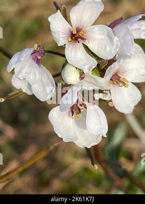 Close-of a white rocket (Diplotaxis erucoides) plant in bloom in Puglia, Italy Stock Photo