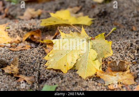 autumn leaves on the ground, maple tree Stock Photo