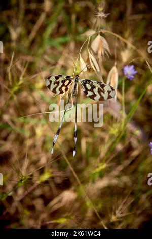 Thread-winged lacewing or spoonwing lacewing (Nemoptera sinuata), Perge, Antalya, Turkey Stock Photo