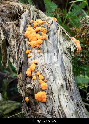 Orange Slime Mold, Dictydiaethalium plumbeum, on a rotting log in woodland in ambleside, Lake District, UK. Stock Photo