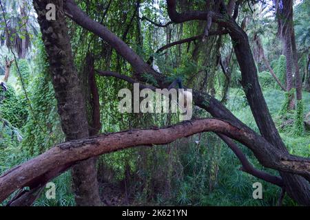 White Bird Standing on Big Tree Branch  in Zoological Park Stock Photo