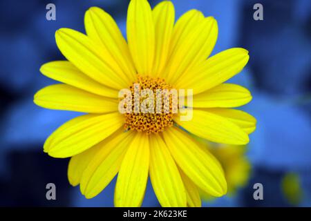 Beautiful bright and colorful yellow flowers with long blue leaves on a blue background. Very unusual and inimitable flower street background. Stock Photo