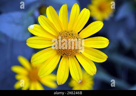 Beautiful bright and colorful yellow flowers with long blue leaves on a blue background. Very unusual and inimitable flower street background. Stock Photo