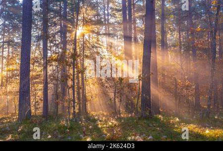 Sun beams shining in the foggy forest, autumn forest concept Stock Photo
