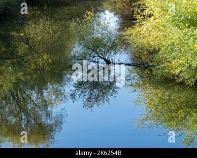 Tree branches reflected on the surface of a river Stock Photo