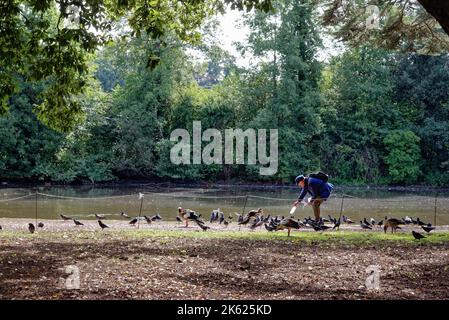 An elderly man feeding wildfowl and pigeons by a lakeside in parkland on a sunny autumnal day Greater London England UK Stock Photo