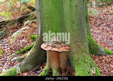 Close up of a large bracket fungus growing on the trunk of a beech tree