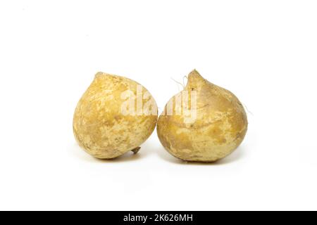 mexican turnip or yam bean, Pachyrhizus erosus or singkamas isolated in white background. Stock Photo