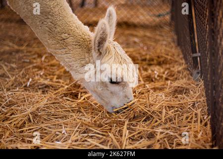 A white llama at a petting zoo Stock Photo