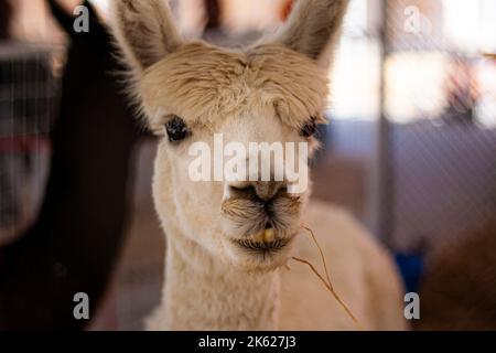 A white llama at a petting zoo Stock Photo
