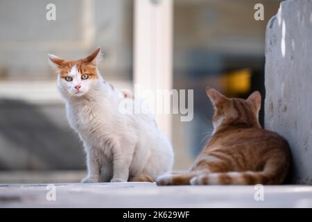 A selective of cats on the street Stock Photo