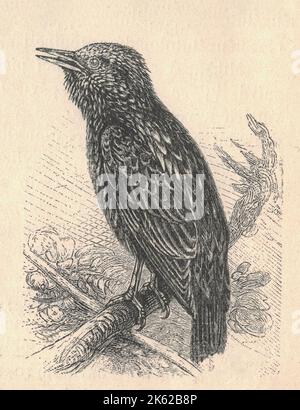 Antique engraved illustration of the starling. Vintage illustration of the European starling. Old engraved picture of the bird. The common starling or European starling (Sturnus vulgaris), also known simply as the starling in Great Britain and Ireland, is a medium-sized passerine bird in the starling family, Sturnidae. It is about 20 cm (8 in) long and has glossy black plumage with a metallic sheen, which is speckled with white at some times of year. The legs are pink and the bill is black in winter and yellow in summer; young birds have browner plumage than the adults. It is a noisy bird, esp Stock Photo