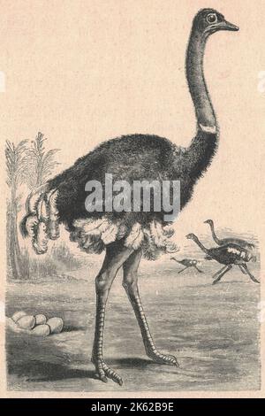 Antique engraved illustration of the ostrich. Vintage illustration of the ostrich. Old engraved picture of the bird. Ostriches are large flightless birds of the genus Struthio in the order Struthioniformes, part of the infra-class Palaeognathae, a diverse group of flightless birds also known as ratites that includes the emus, rheas, and kiwis. There are two living species of ostrich: the common ostrich, native to large areas of sub-Saharan Africa and the Somali ostrich, native to the Horn of Africa. The common ostrich was also historically native to the Arabian Peninsula, and ostriches were pr Stock Photo