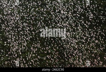 Rain drops falling with blurred movement Stock Photo