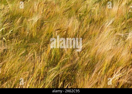 Close-up of ripe heads of barley. Stock Photo