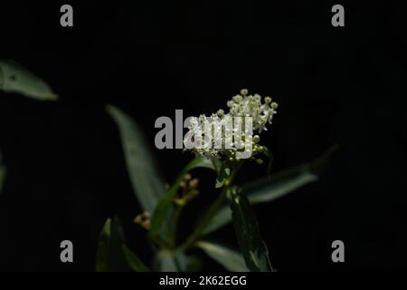 A closeup of Asclepias verticillata, the whorled milkweed on black background. Stock Photo