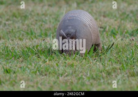 Nine-banded Armadillo, Dasypus novemcinctus, foraging Stock Photo