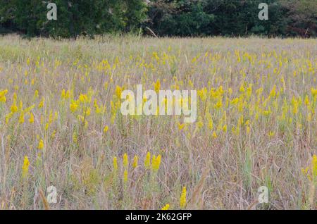 Field with Showy Goldenrod, Solidago speciosa Stock Photo