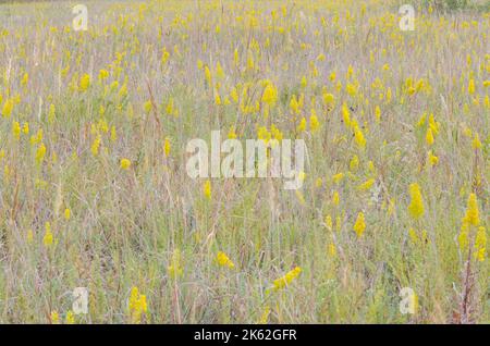 Field with Showy Goldenrod, Solidago speciosa Stock Photo