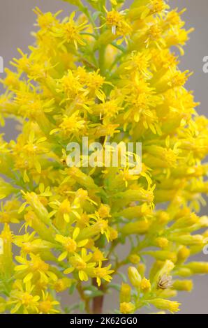 Showy Goldenrod, Solidago speciosa Stock Photo