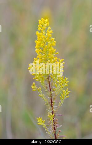 Showy Goldenrod, Solidago speciosa Stock Photo