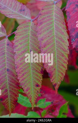 Smooth Sumac, Rhus glabra, in Fall Stock Photo