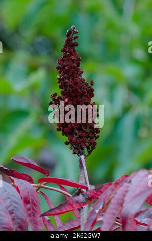 Smooth Sumac, Rhus glabra, in Fall with fruit Stock Photo