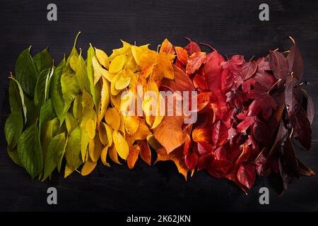 Rainbow of colorful autumnal leaves on wooden background Stock Photo