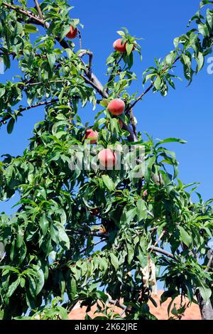 Several deep red peaches on a tree against blue sky, Lesvos (Lesbos/Mitylene) . Prunus persica Stock Photo