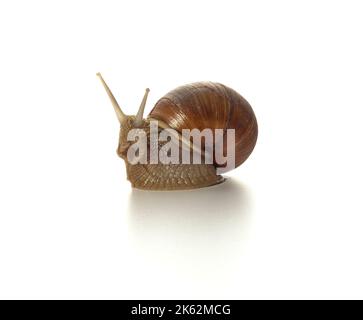 Helix pomatia.Grape snail isolated on white background. Macro shot. Stock Photo