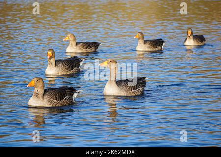 Greylag geese swimming in a lake Stock Photo