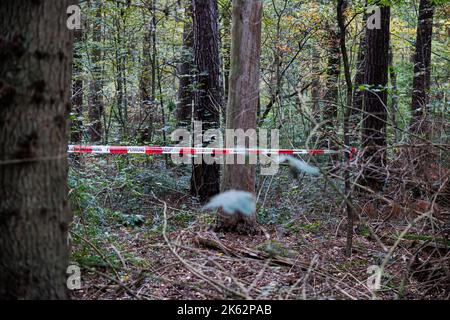Hanover, Germany. 11th Oct, 2022. A wooded area in Mecklenheider Forst