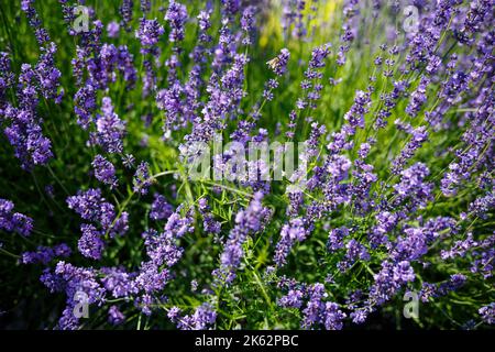 There are many brightly colored lavender bushes in a large flowerbed with green leaves. Lavanla on a sunny day Stock Photo